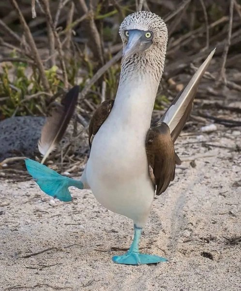 Голубоногая Олуша