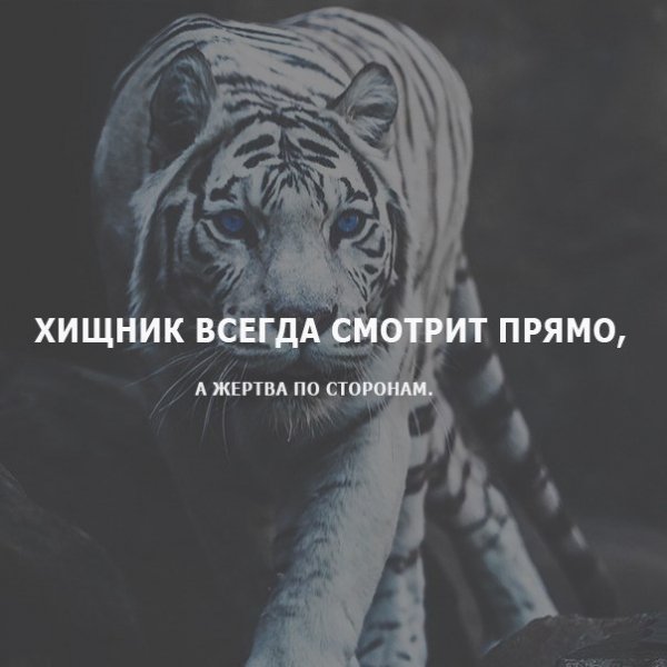 Хищник всегда смотрит прямо