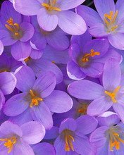 Flowers 005