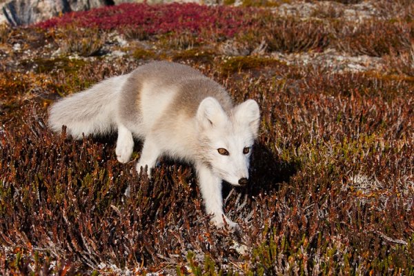 Environmental-Adaptations-of-Arctic-Fox-review