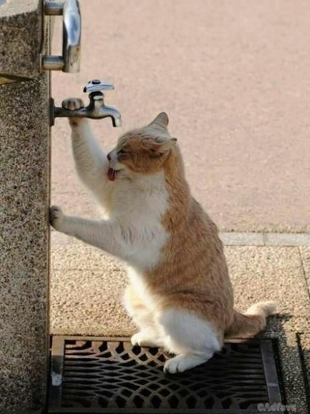 Кошка