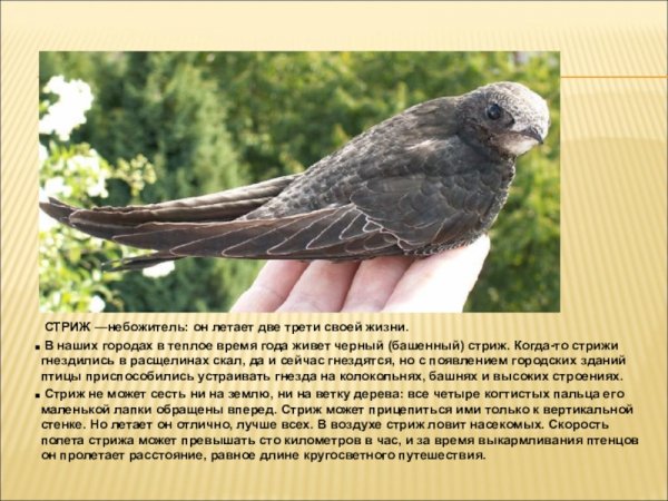 Стриж
