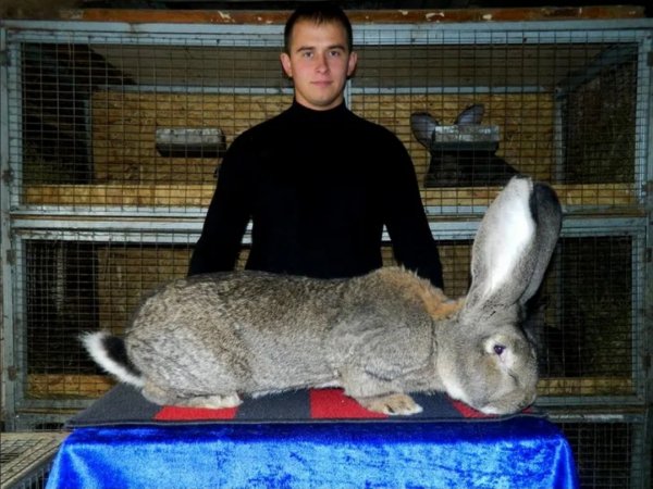 Кролик Бельгийский великан, Фландр