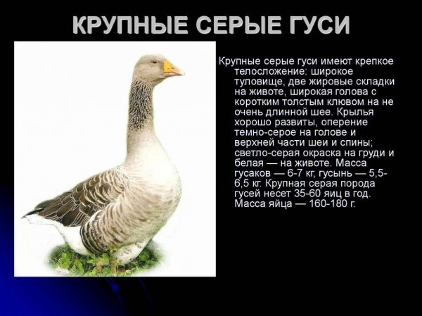Крупные серые гуси