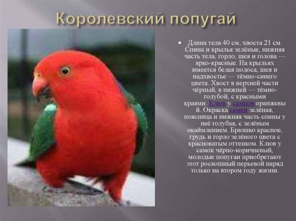 Королевский попугай