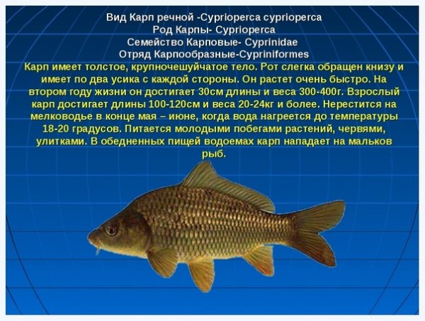 Карп речной