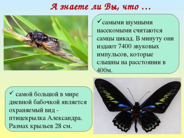 А знаете ли вы, что...