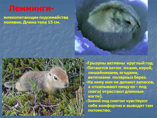 Лемминги