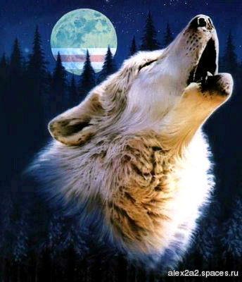 НОЧЬНОЙ ВОЛК