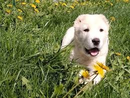 pics