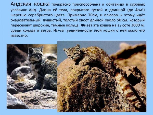 Андская кошка