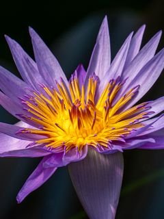 Lotos liliia kuvshinka