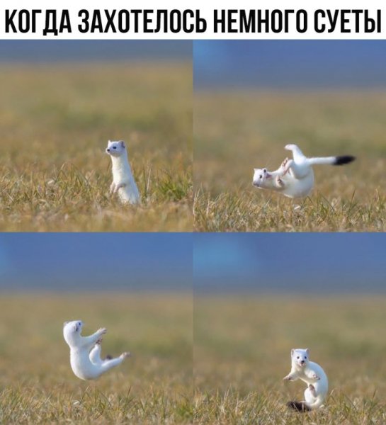 44df552ffe otbornyj-jumor-v-kartinkah-i-memah-s-nadpisjami-5