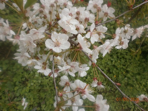 P5010004