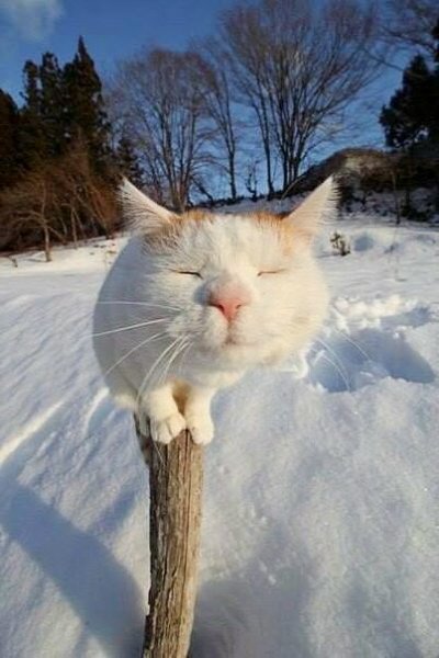 Запахло весной)