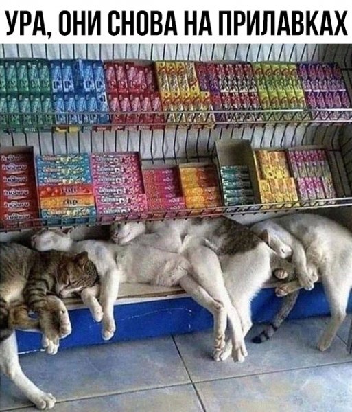 Do-slez-smeshnye-memy-i-kartinki-s-kommentarijami-3