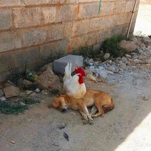 Петух на собаке