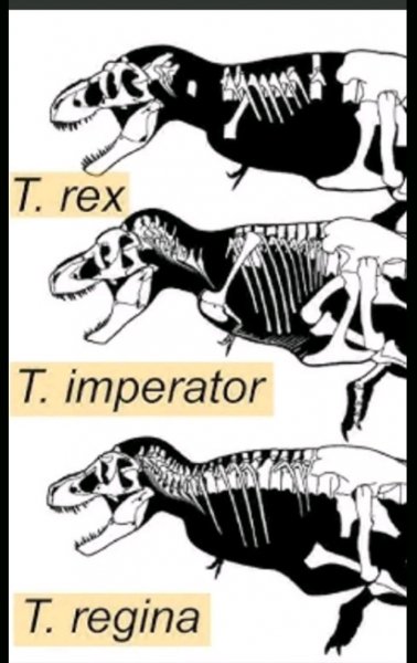 Виды тираннозавров
