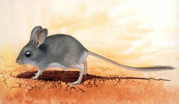 Большеухая тушканчиковая мышь