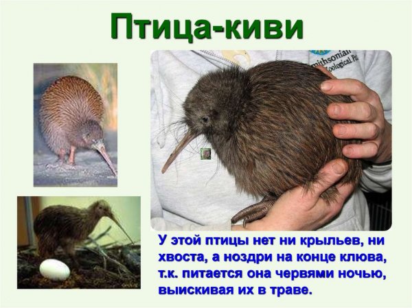 Птица - киви