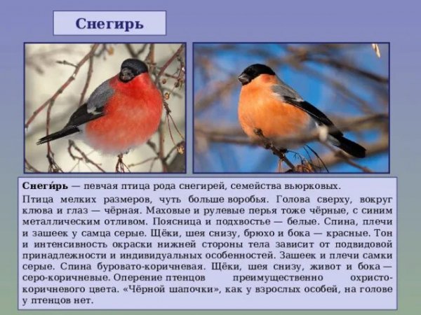 Снегирь