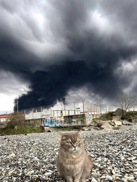 Туапсинский котик
