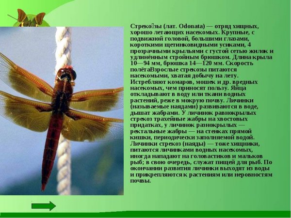 Стрекозы