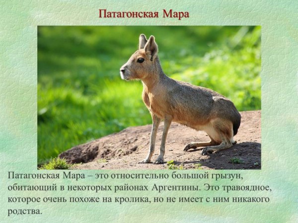 Патагонская мара