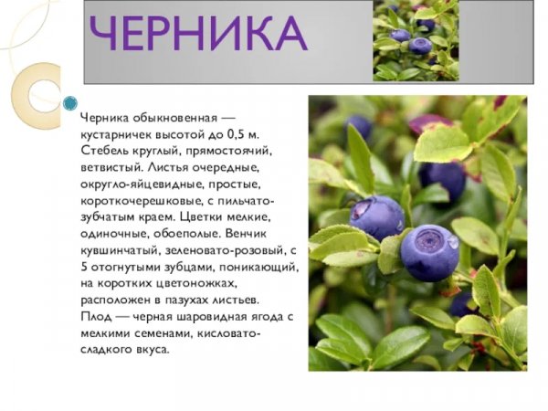 Черника