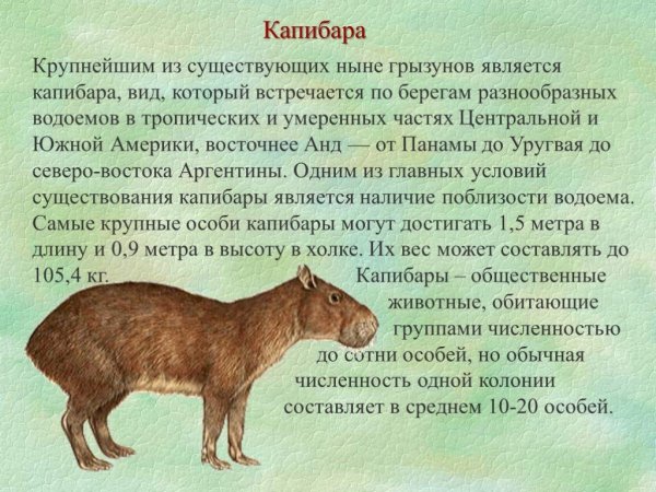 Капибара