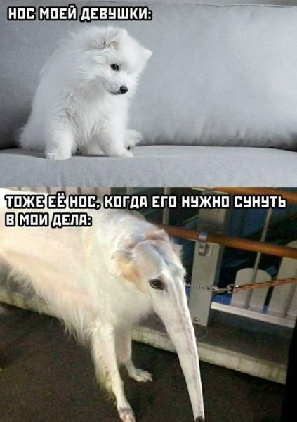 Pozitivom-luchshie-memy-i-kommentarii-iz-seti-uzhe-zdes-15