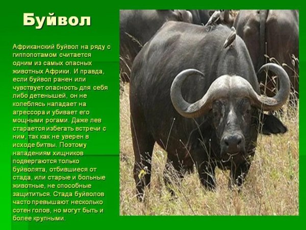 Буйвол