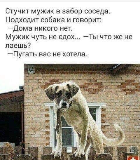 СОБАКА