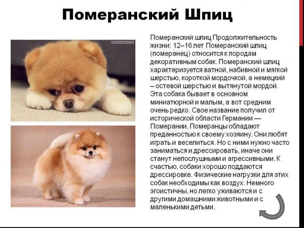 Померанский шпиц
