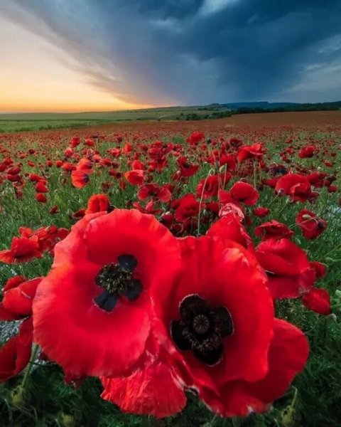 Крымские маки