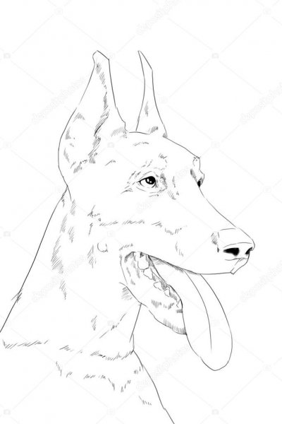 depositphotos 41941097-stock-photo-dobermann-dog-portrait