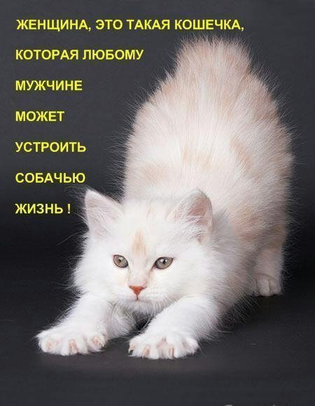 ZHenschina kak koshka