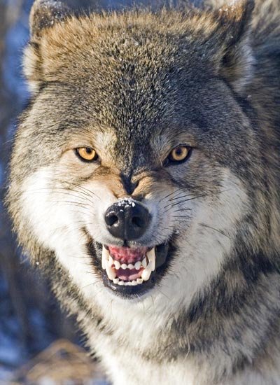 wolf-bearing-teeth