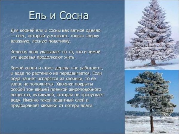 Хвойные зимой