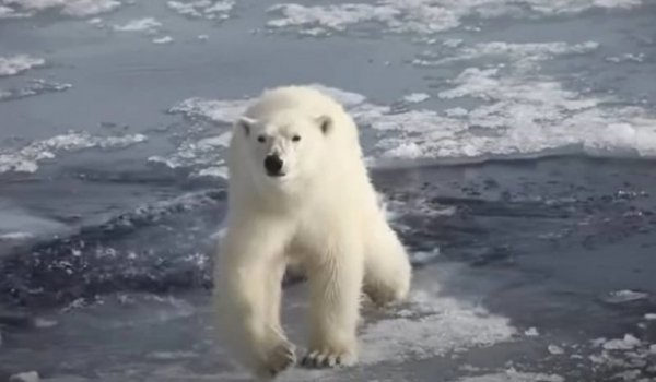 Белый медведь