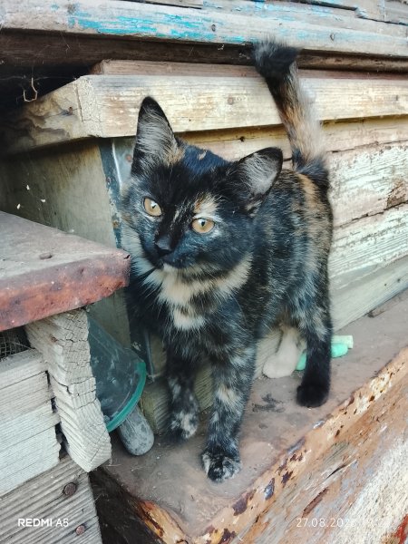 Кошечка