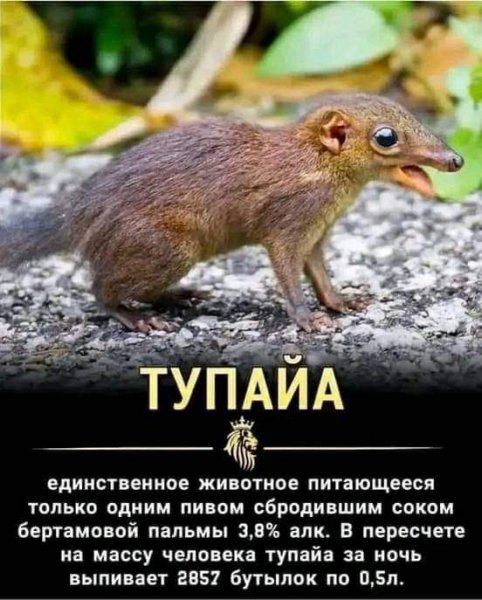 Тупая
