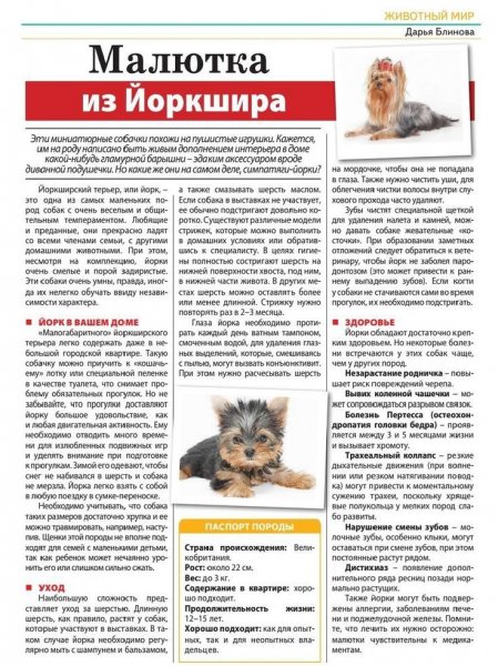 Йоркширский терьер