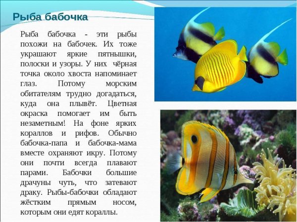 Рыба бабочка