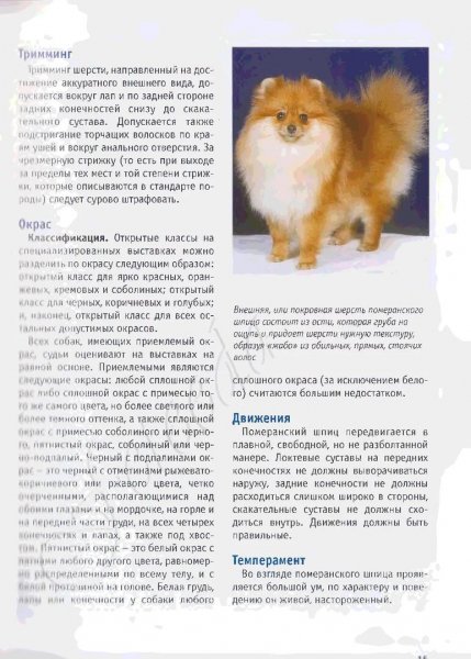 Померанский шпиц