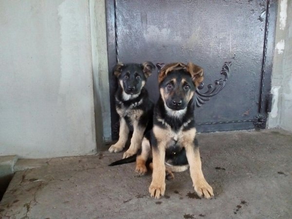 Босс юниоры