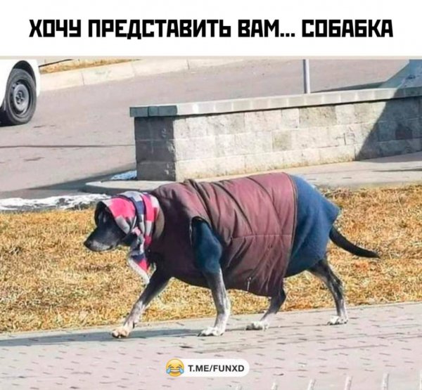 Юмор