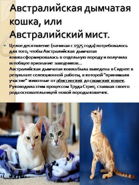Австралийский мист