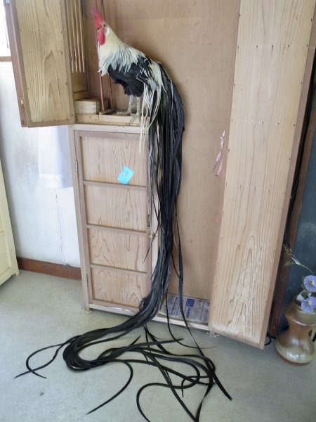 Онагадори - породa кур с особо длинным хвостом