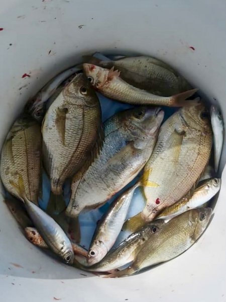 Морские Караси